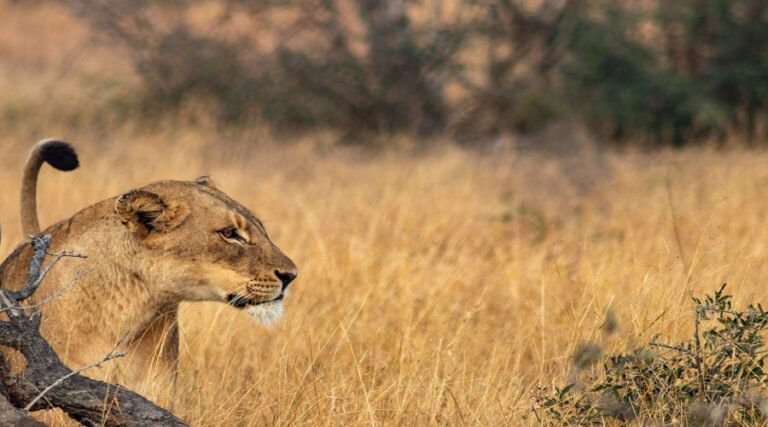 Nyerere Fly-In Safari from Zanzibar – Prices & Packages