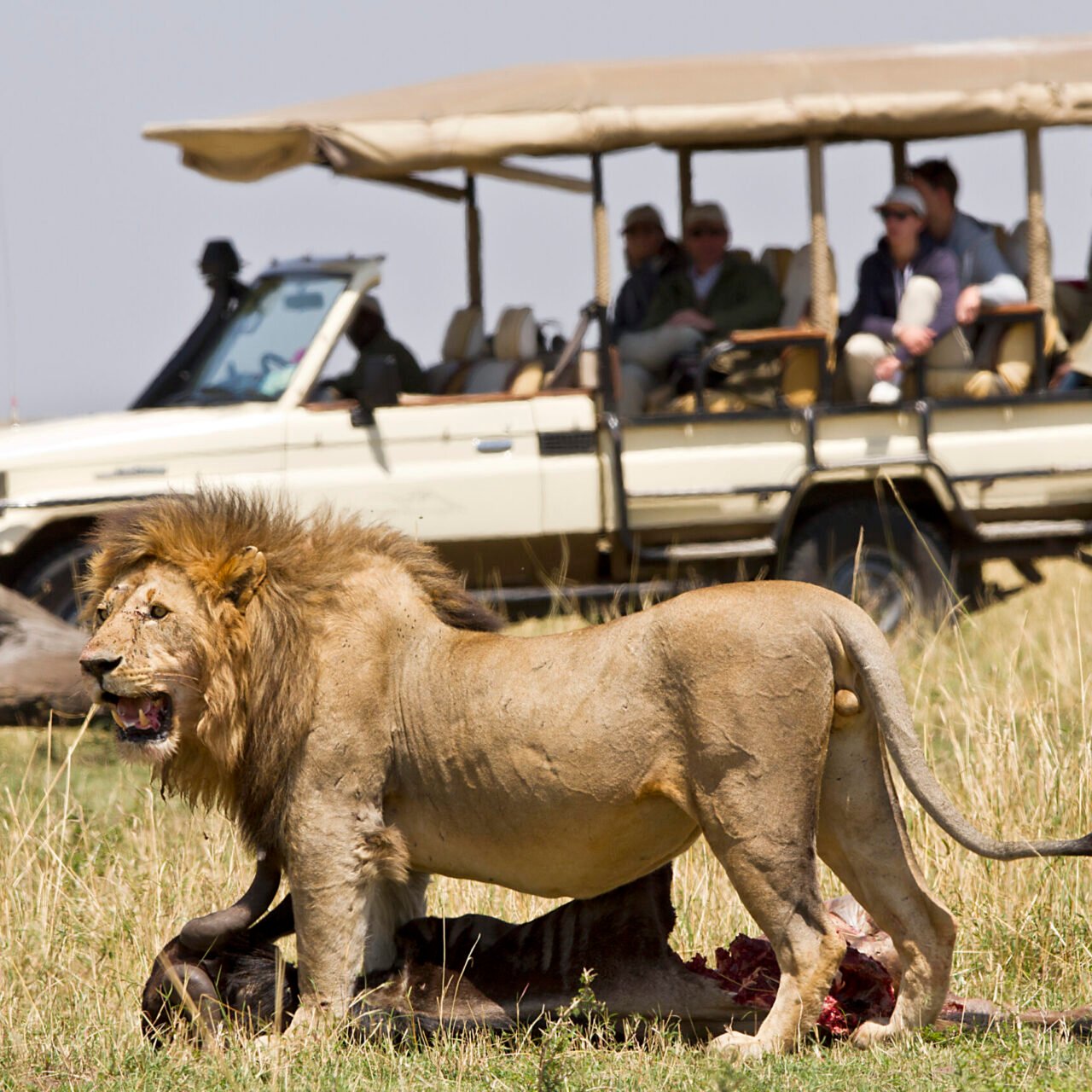 All in one, Tanzania Sharing Safaris from Moshi, Best Shared Tours 2026-2027
