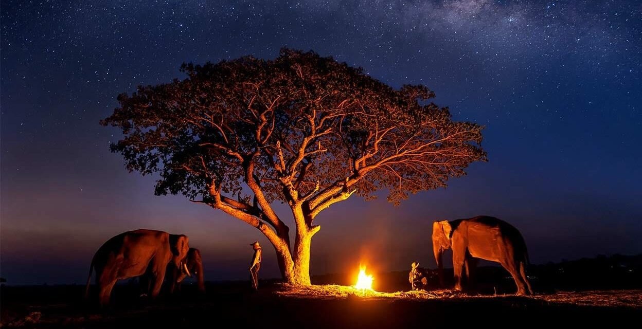 Private Tanzania Safari Vs Group Safari: Which One Should You Choose
