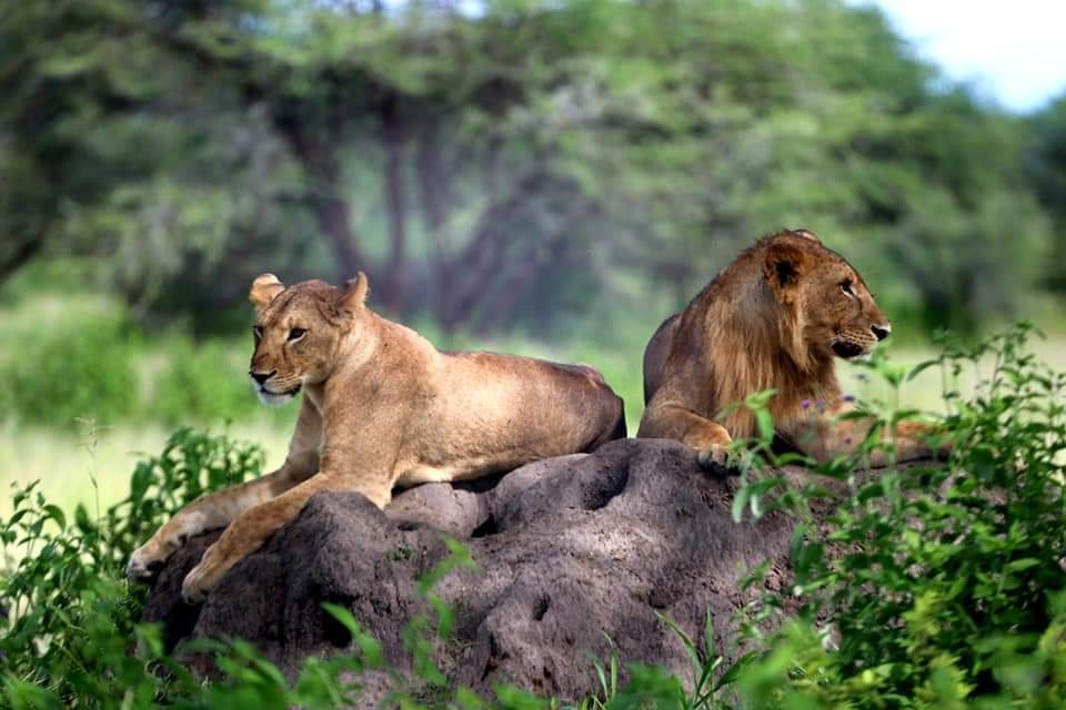 Where To Stay Near Ngorongoro Crater: Expert Guide