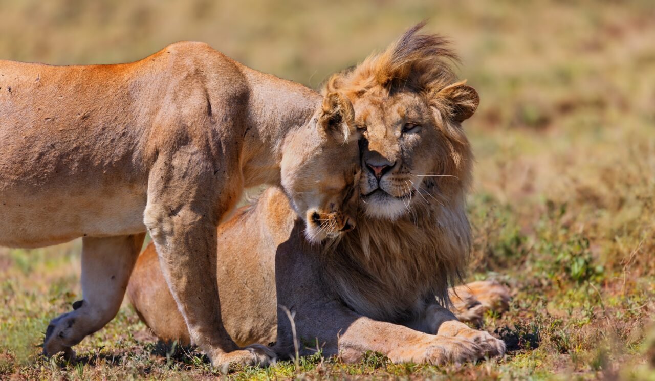 Tanzania Safari And Zanzibar: Perfect Bush-To-Beach Itinerary Guide
