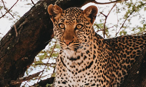 Tanzania Safari Packages With Flights: Your Essential Guide