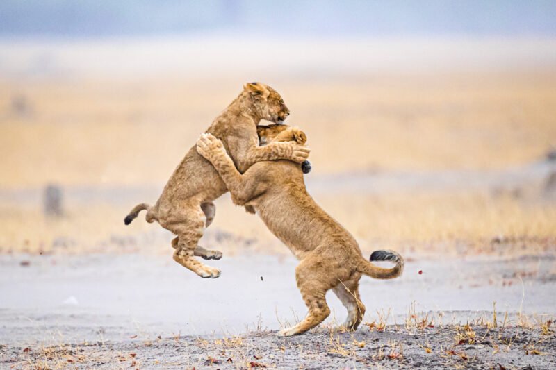 3 Days Tanzania Safari – Book Tarangire, Ngorongoro and Lake Manyara Wildlife Tour