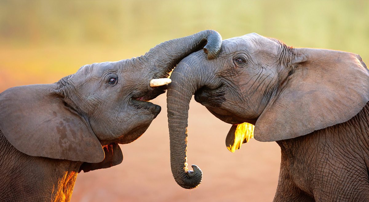 Tanzania Safari Guide: Everything You Need To Know: Best
