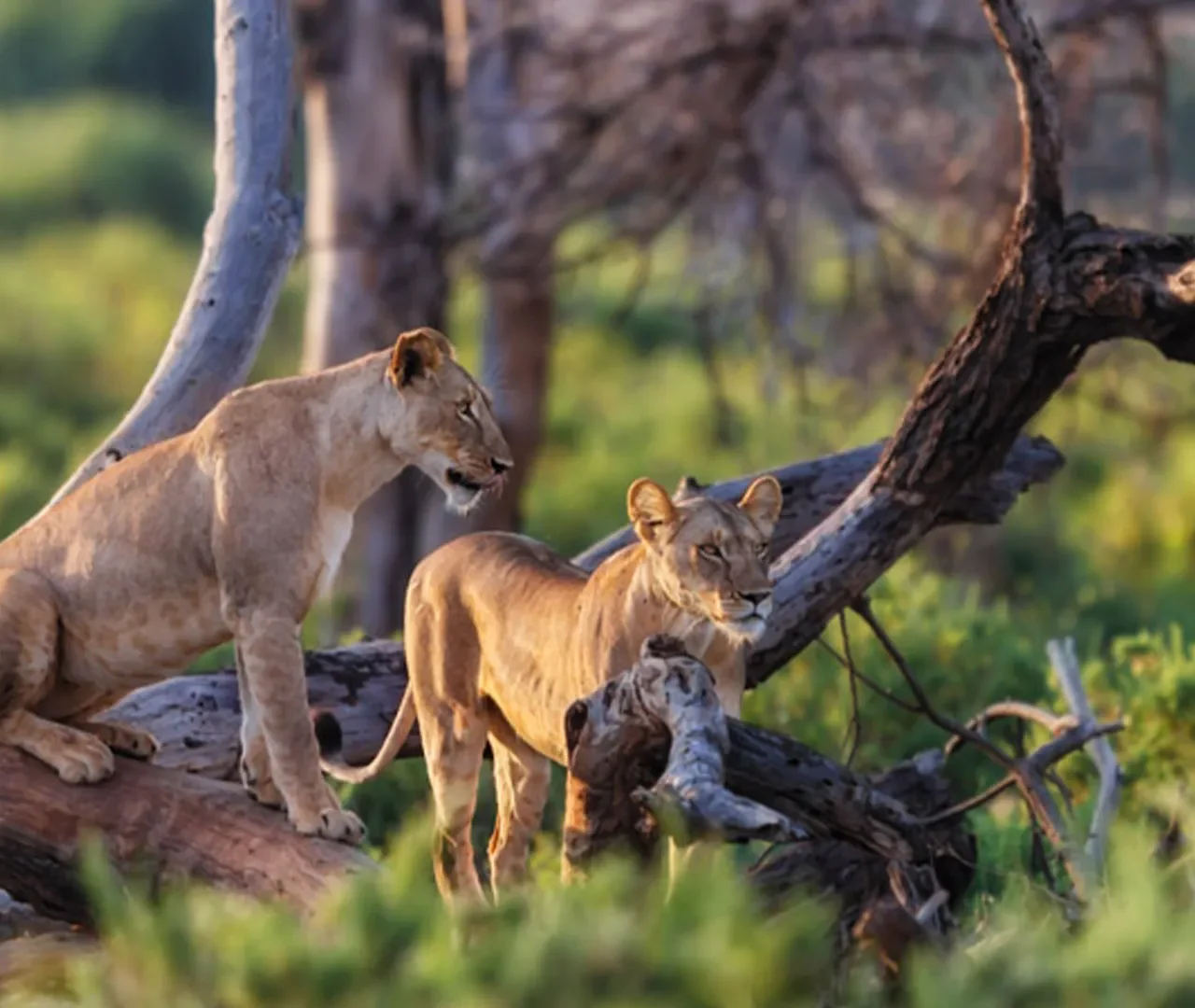 Midrange 2 Days Safari From Zanzibar 2026-2027