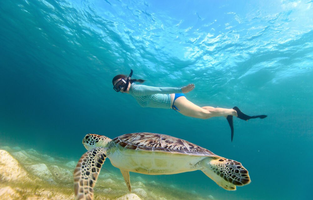 Mafia Island Snorkeling Trip From Zanzibar: Your Ultimate Guide 2026-2027