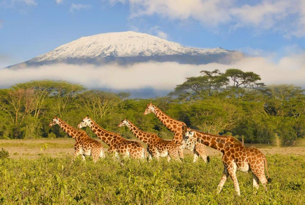 2-Day Nairobi Wildlife Express — David Sheldrick & Giraffe Centre Guide