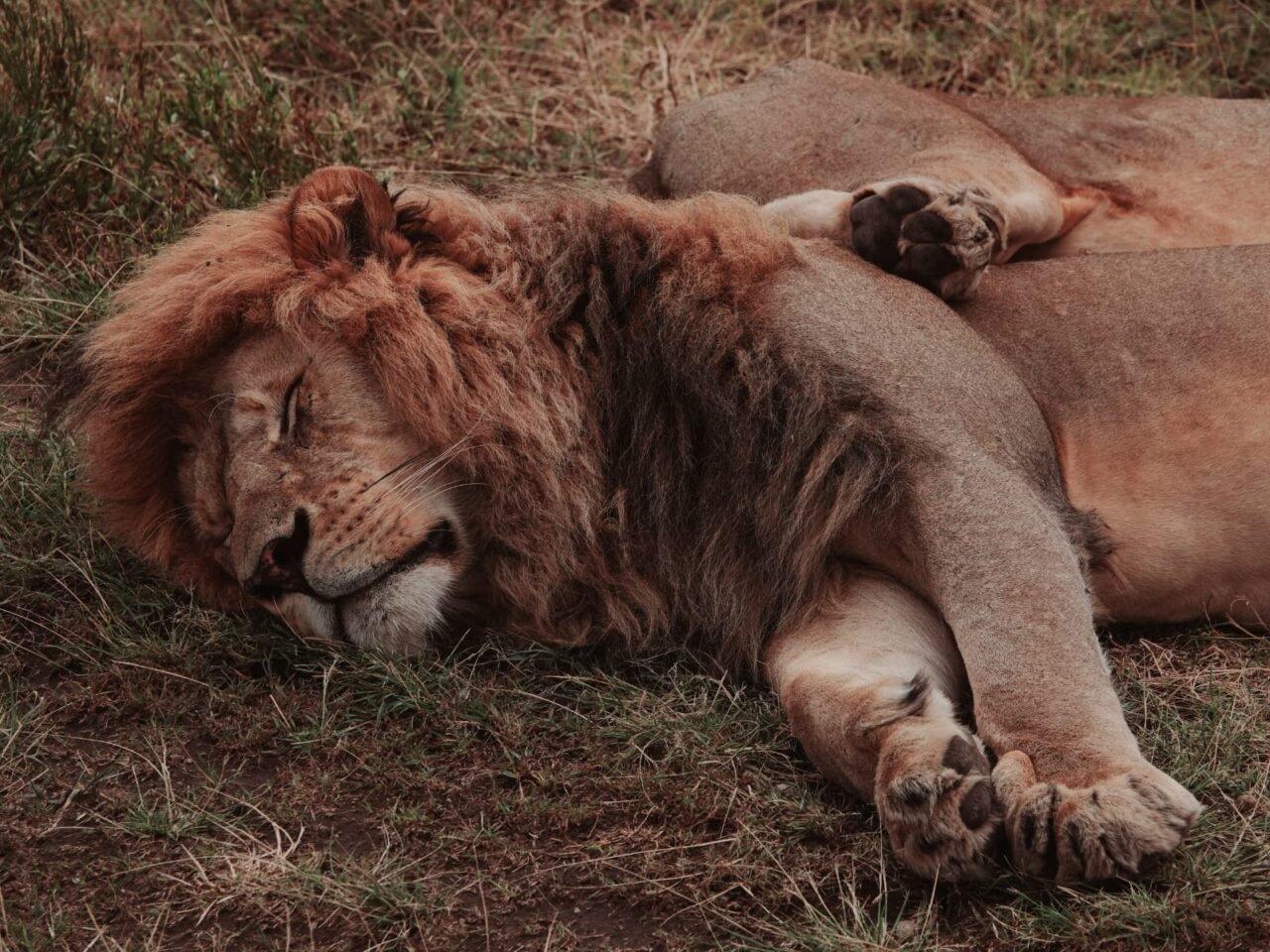 Tanzania Safari Packages From Zanzibar: Complete Guide