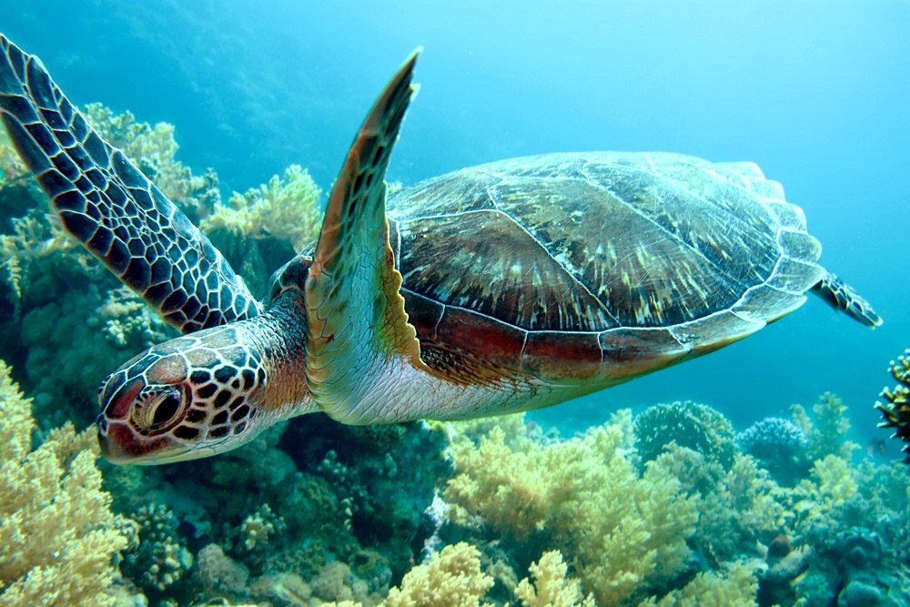 Mnemba Island Snorkeling Tour: Your Ultimate Zanzibar Marine Adventure