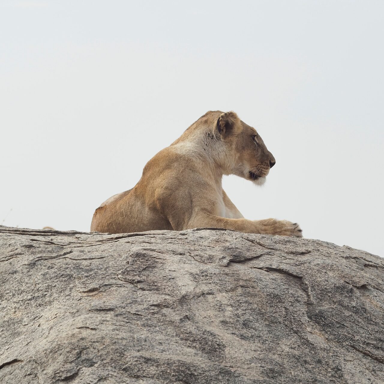 4 Days Group Join and Budget Shared Safari Tour 2026-2027