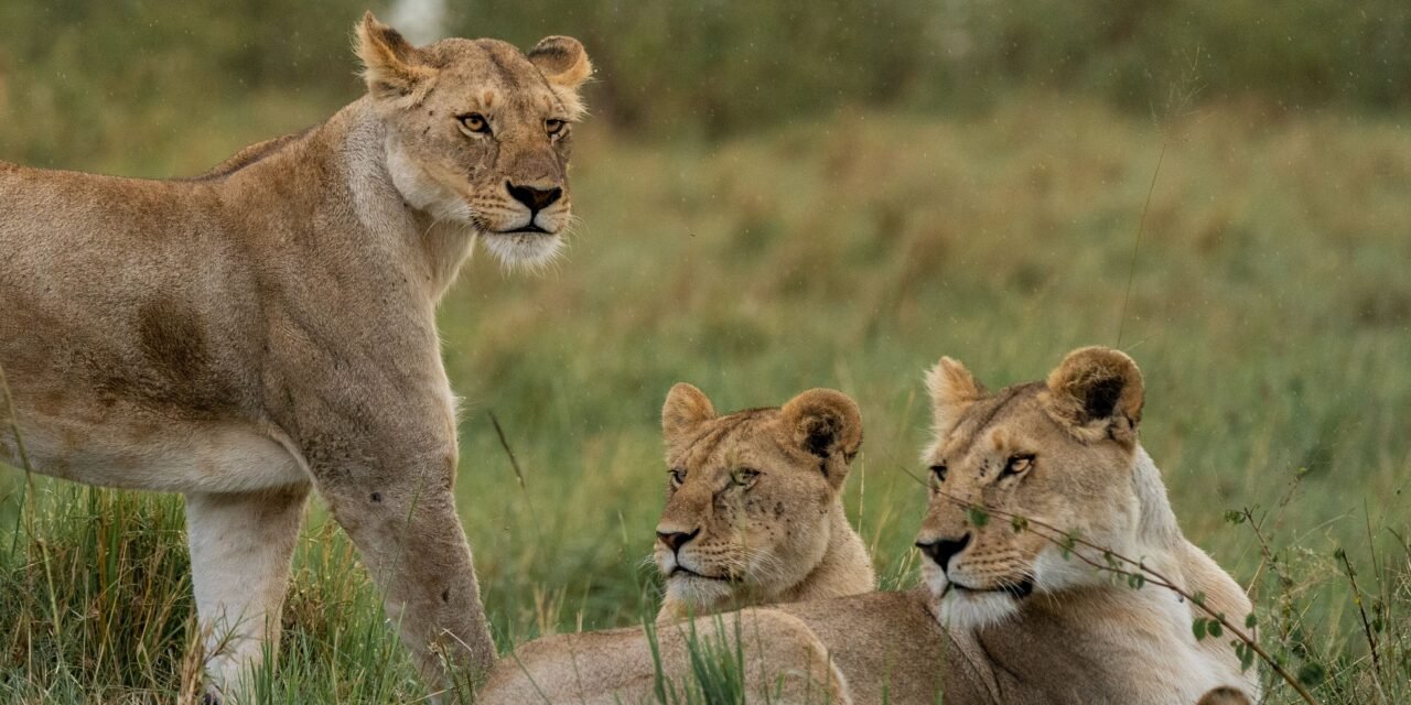 How to Find Serengeti Safari Packages from Arusha – Complete Guide 2026-2027