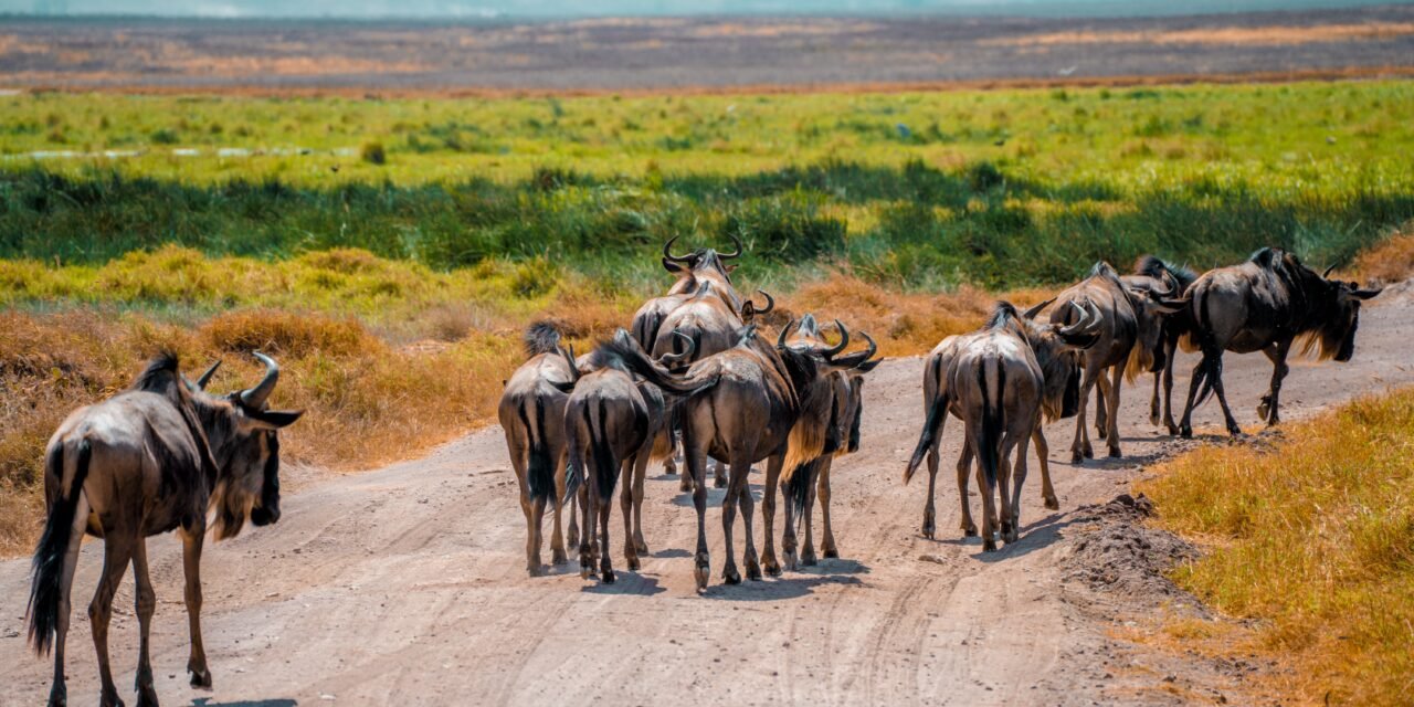 How to Book Arusha to Serengeti Private Safari – Complete Guide 2026-2027