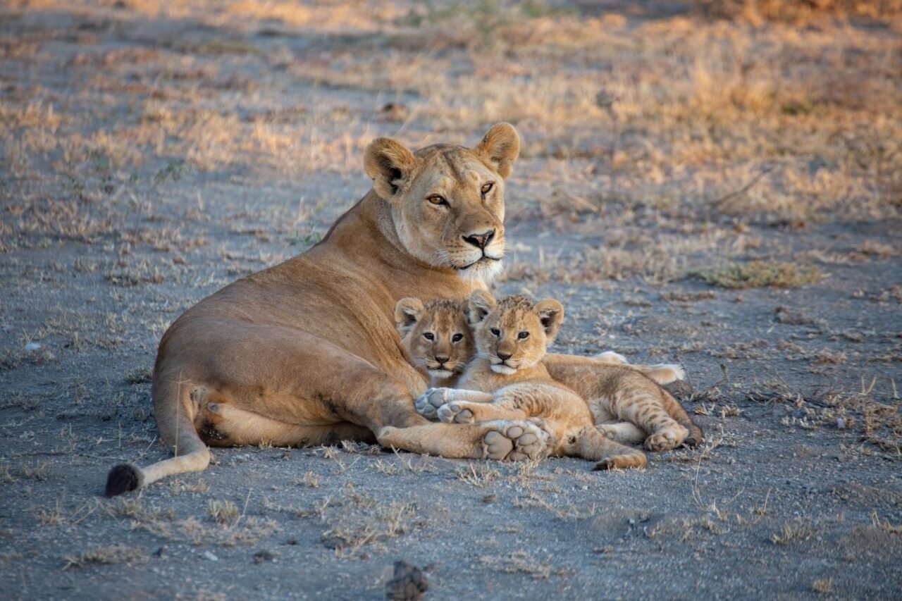 African Safari With Kids: Expert Planning Guide