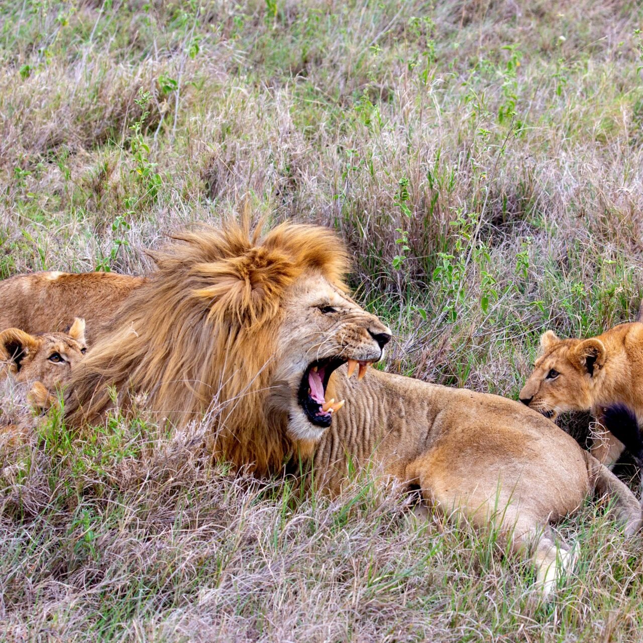 3 Days Group Join and Budget Shared Safari Tour 2026-2027