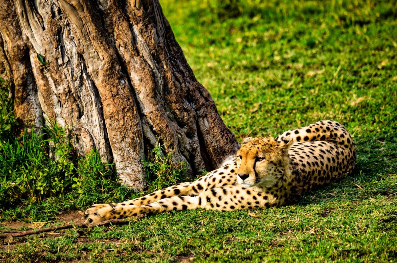 What is the Cheapest Way to Do a Tanzania Safari? Your Ultimate Budget Guide