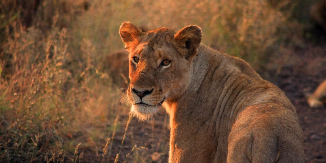 How to Plan a Lake Manyara Day Trip from Arusha – Complete Guide 2026-2027