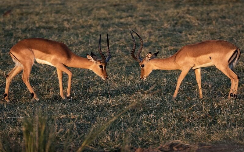 12 Days Tanzania Safari – Book Luxury Wildlife, Culture and Nature Adventure