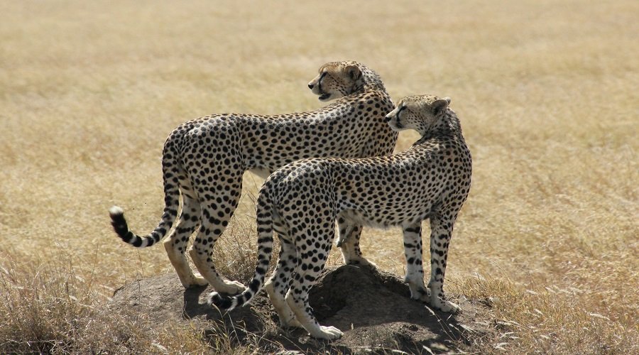 Affordable Ruaha Safari From Iringa: Your Guide 2026-2027