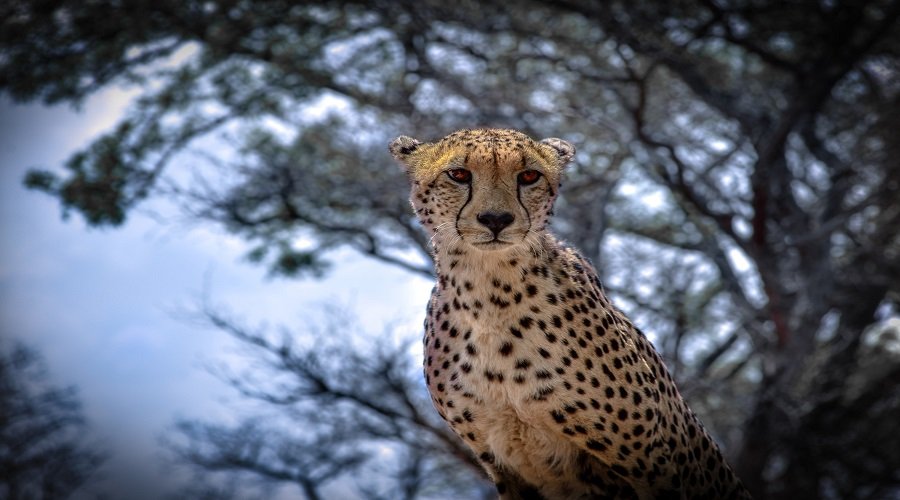 New 4 Days Serengeti Safari From Musoma Then Mwanza 2026-2027