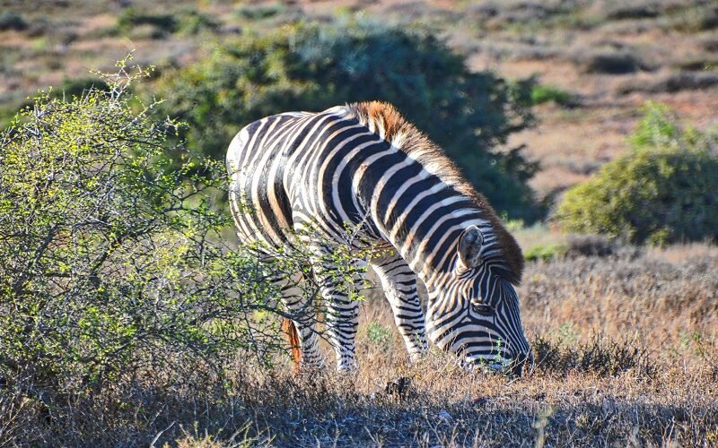 Popular Private Tanzania Safari Best Route and Price 2026–2027