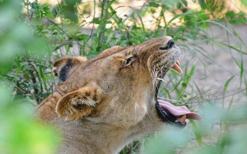 Group Joining 7 Days Tanzania Safari Group Joining Price 2026–2027