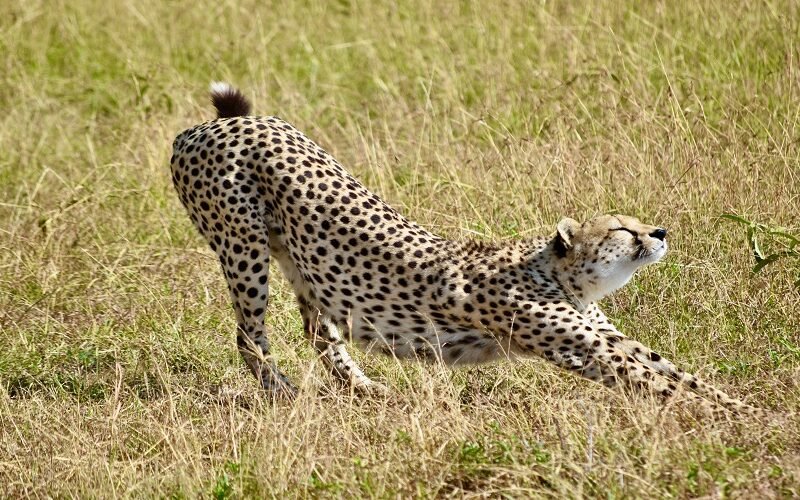 Private 6 Days Tanzania Safari Private Safari Package 2026–2027
