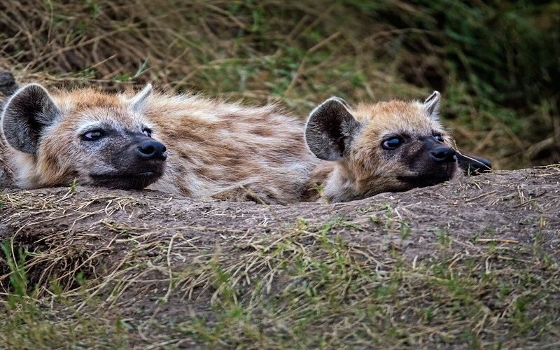 8 Days Tanzania Safari – Book Great Migration and Big Five Wildlife Adventure