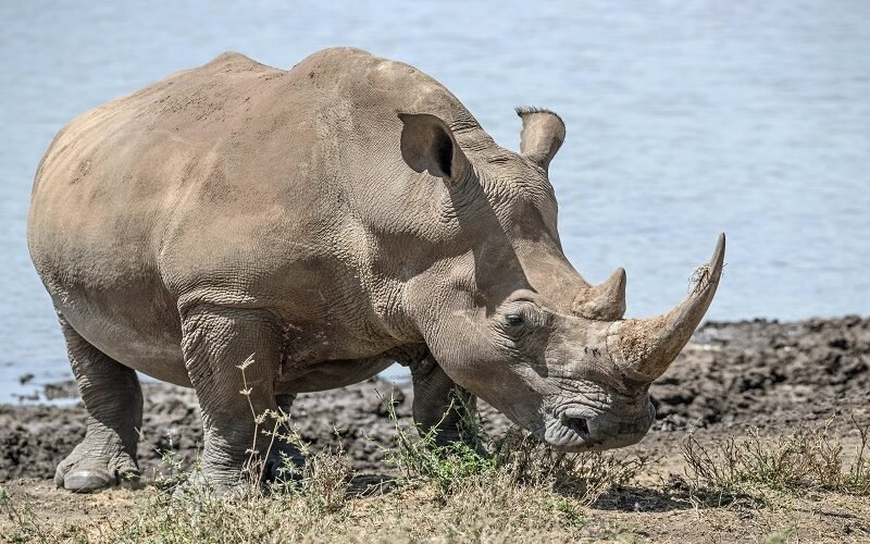 5 Days Tanzania Safari - Book Serengeti, Ngorongoro and Tarangire Best-Selling Safari