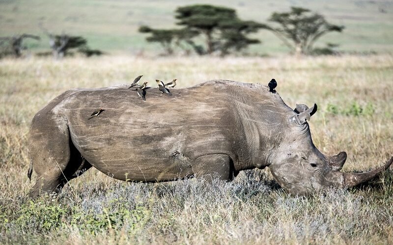 Affordable 4 Days Tanzania Safari Cost and Packages 2026–2027