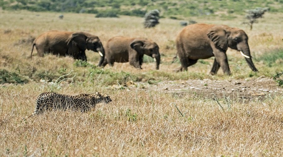 Ruaha Safari Cost And Price Guide For Adventures 2026-2027