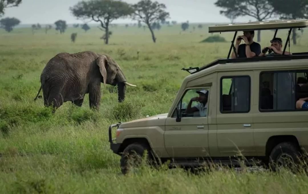 Tanzania 2-Week Itinerary For First-Time Visitors: Complete Tour Guide