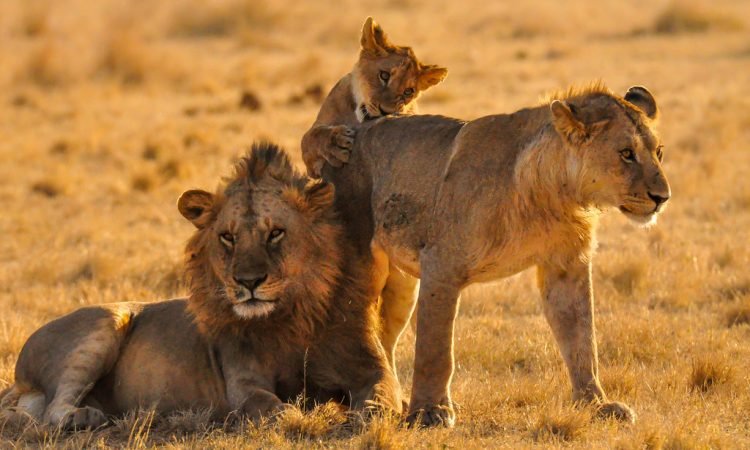 All in one, Nyerere/Selous safaris from Zanzibar, Best of 2026-2027