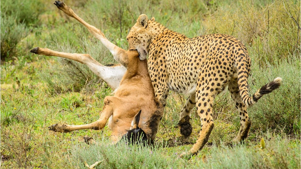 All in one, All Days Mikumi safaris from Zanzibar, Best of 2026-2027