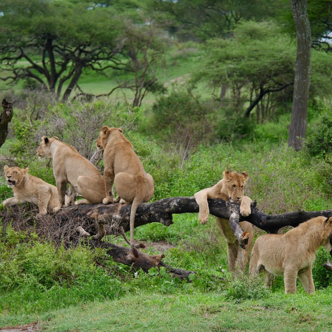 5 Days Budget Group Joining Shared Safari Tour, Best of 2026-2027