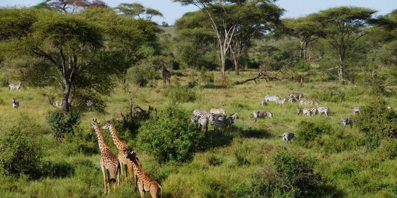How to get to Serengeti from Arusha 2026-2027