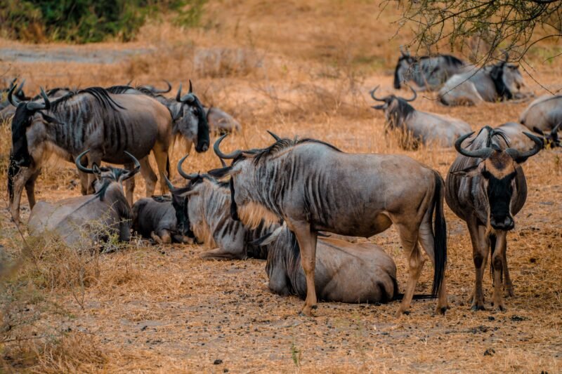 3 Days Serengeti Safari - Book Best Short Serengeti Wildlife Tour