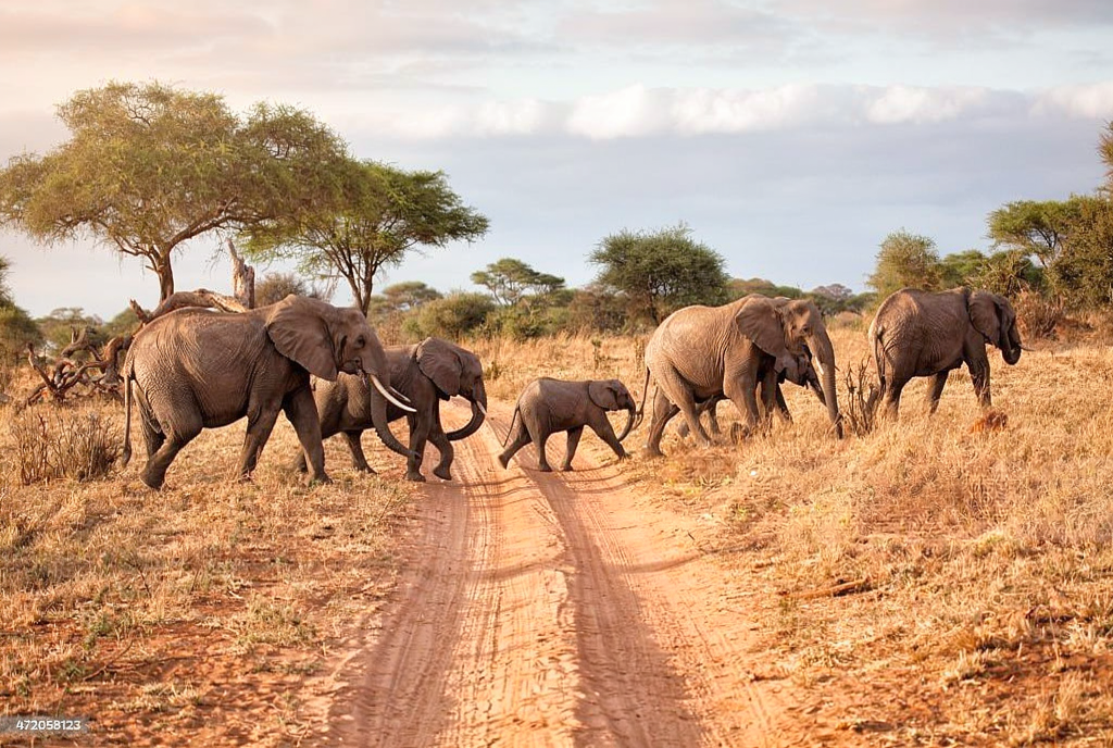Africa Family Vacation: Essential Travel Guide