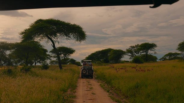 4 Days Honeymoon Safari From Moshi: Best Guide 2026-2027-2028