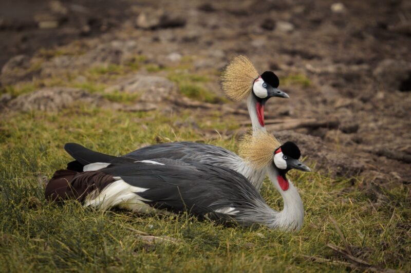 1 Day Lake Manyara Safari from Arusha - Book Scenic Wildlife Day Trip