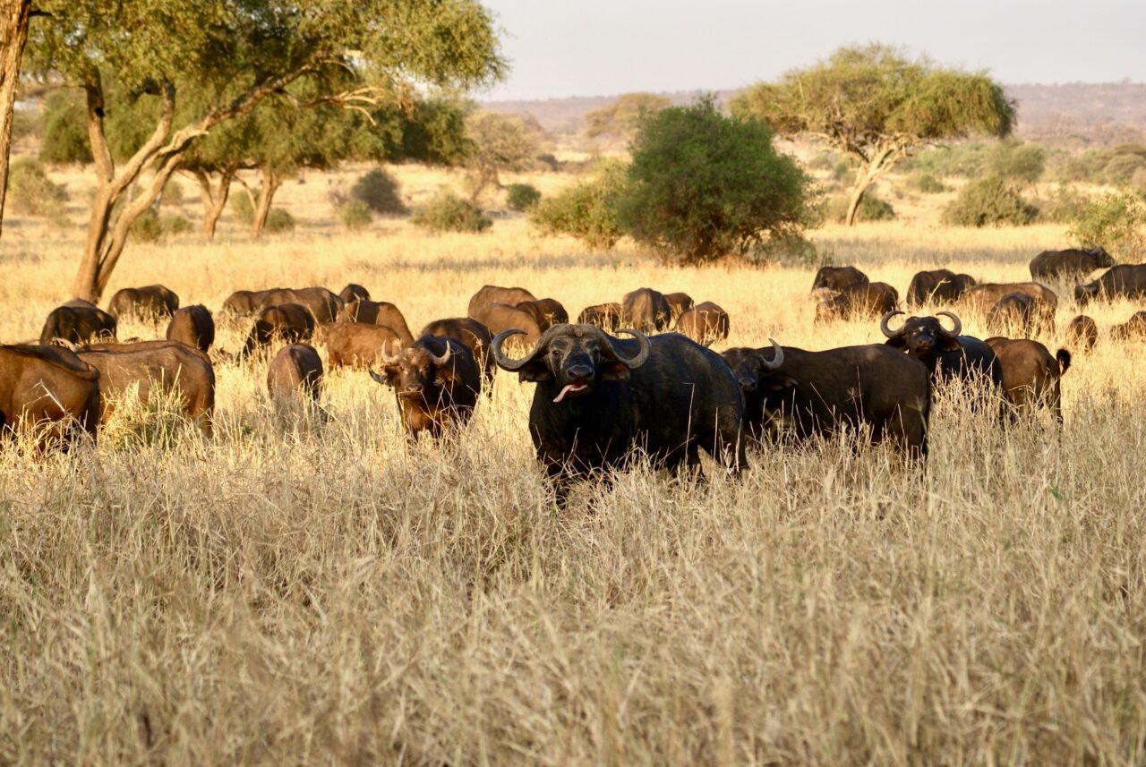Best 2 Days Serengeti Safari From Musoma To Mwanza 2026-2027
