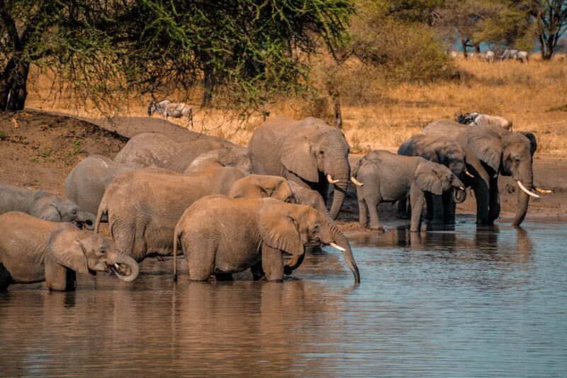 Arusha National Park Private Safari - Book Flexible One-Day Wildlife Tour