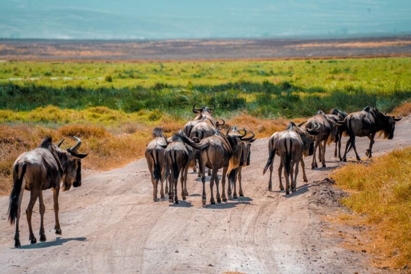 Arusha National Park Birding Tour - Book Forest, Lakes and Birdwatching Safari