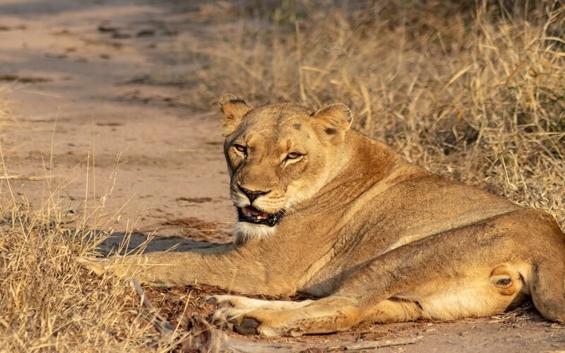 Best 1 day Lake Manyara safari from Arusha itinerary and price 2026-2027