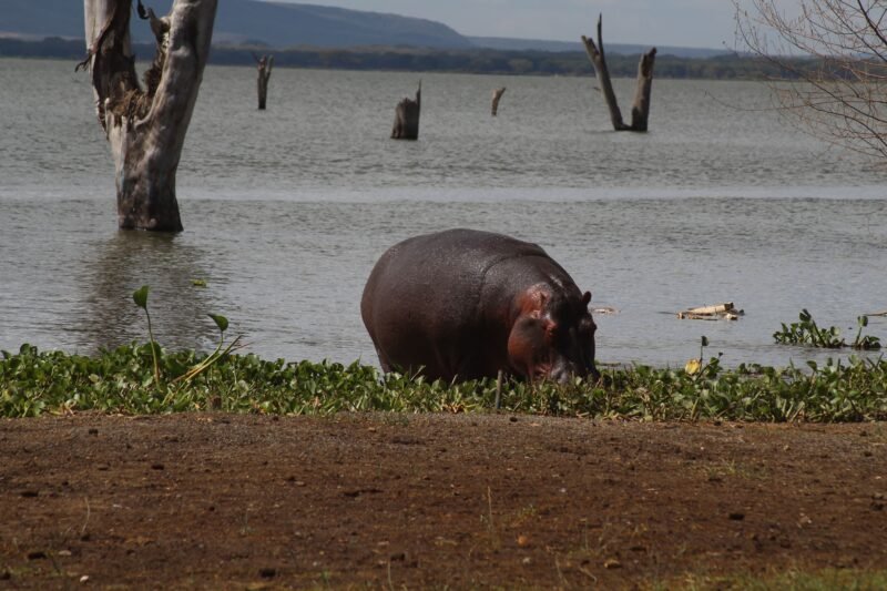 Lake Manyara Birding Safari - Book Flamingos, Forest and Rift Valley Views