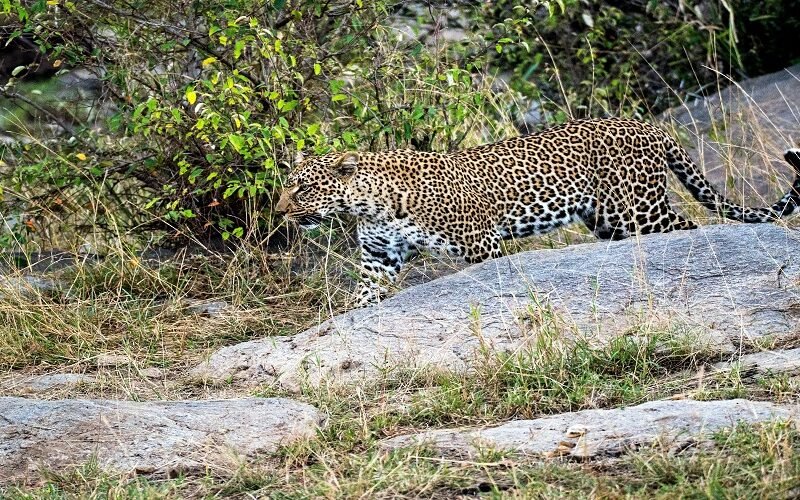 Luxury 3 days Lake Manyara Ngorongoro and Tarangire safari booking guide and best time 2026-2027