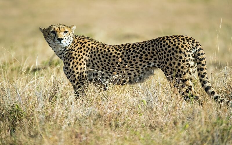 Private Lake Manyara birding safari private safari package 2026-2027