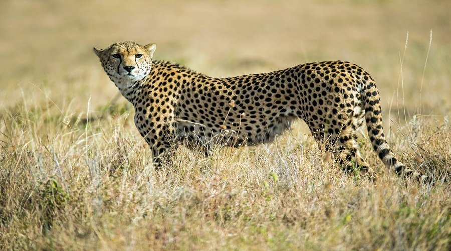 Private Lake Manyara birding safari private safari package 2026-2027