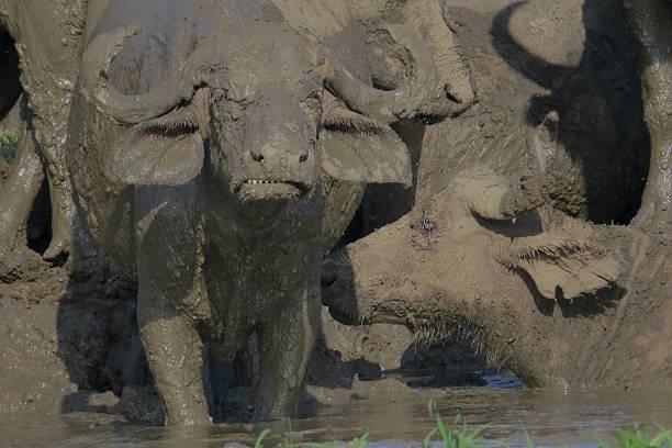 3 Days Luxury Nyerere Fly-In Safari – Price & Itinerary
