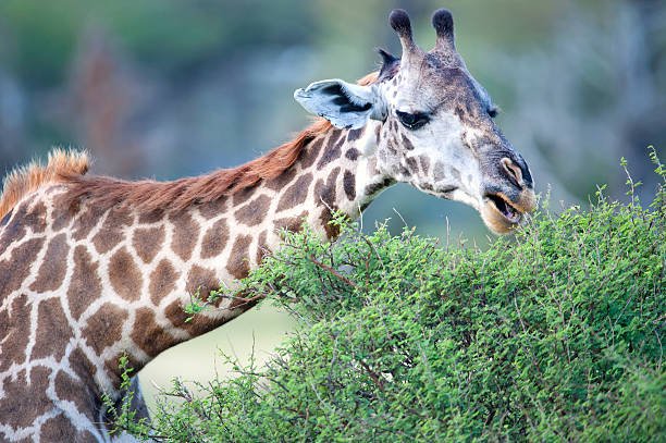 3 Days Ruaha Fly-In Safari from Zanzibar – Price & Itinerary