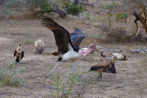 Serengeti & Fanjove Island Luxury Tanzania Holiday